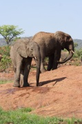 elephant (21)